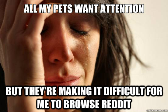 All my pets want attention But they're making it difficult for me to browse reddit  First World Problems