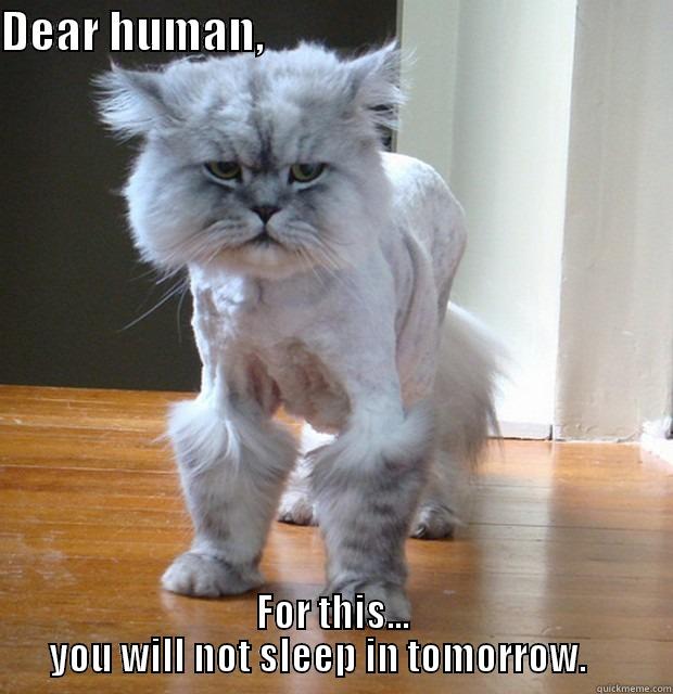 DEAR HUMAN,                                                FOR THIS...      YOU WILL NOT SLEEP IN TOMORROW.          Misc