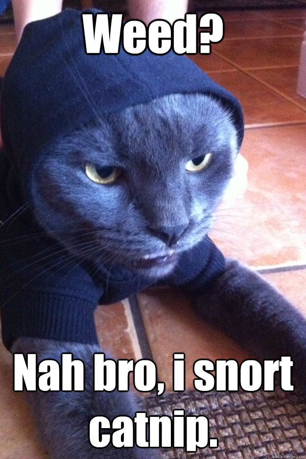 Weed? Nah bro, i snort catnip.  
