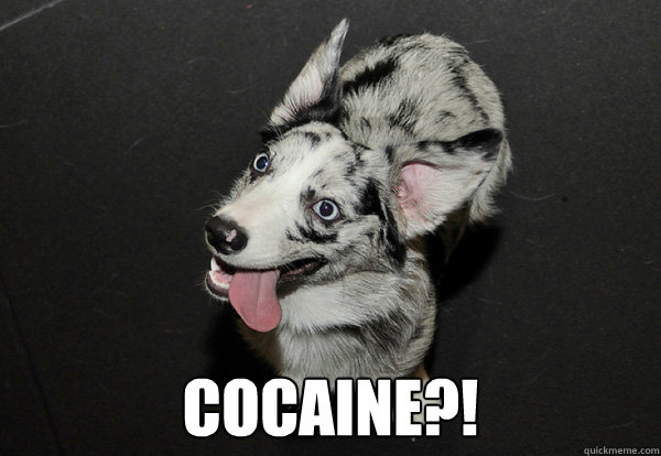  Cocaine?!  Cocaine dog
