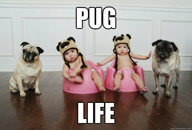 PUG  life  Pug Life