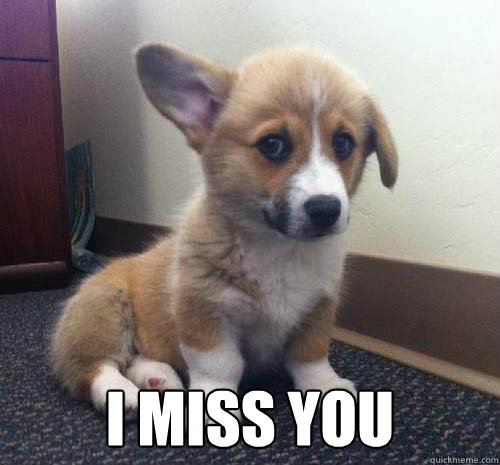  i miss you -  i miss you  Miss You Corgi