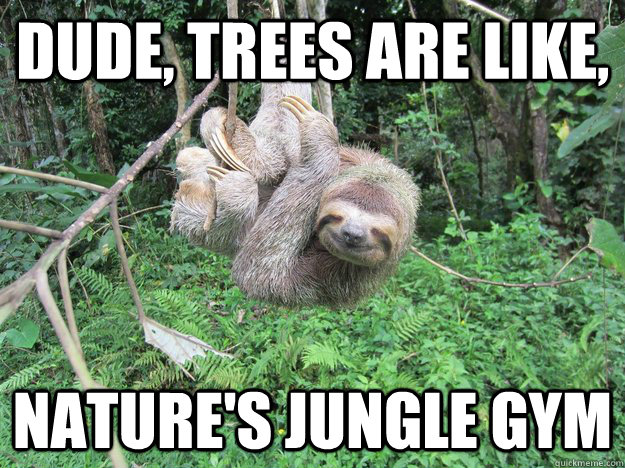 Dude, trees are like, Nature's jungle gym  10 Sloth