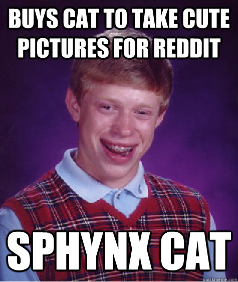 Buys cat to take cute pictures for reddit Sphynx Cat  Bad Luck Brian