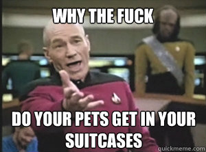 WHY THE FUCK DO YOUR PETS GET IN YOUR SUITCASES   Annoyed Picard