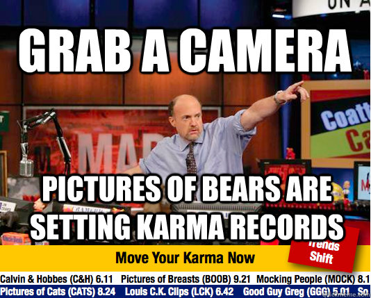 Grab A Camera Pictures of bears are setting karma records  Mad Karma with Jim Cramer