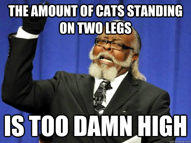 the amount of cats standing on two legs is too damn high  Toodamnhigh