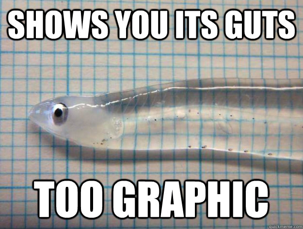 Shows you its guts TOO GRAPHIC - Shows you its guts TOO GRAPHIC  transparent fish