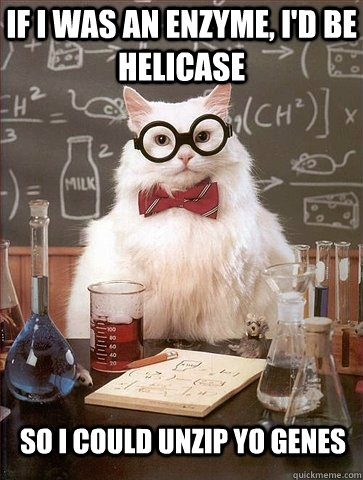 if i was an enzyme, i'd be helicase so i could unzip yo genes - if i was an enzyme, i'd be helicase so i could unzip yo genes  Chemistry Cat