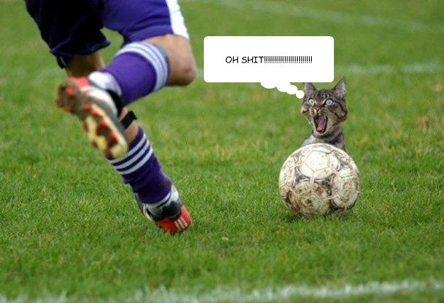 OH SHIT!!!!!!!!!!!!!!!!!!!!!!!!  Soccer cat