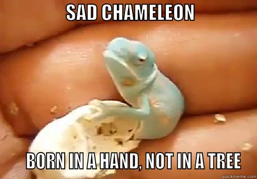                   SAD CHAMELEON                        BORN IN A HAND, NOT IN A TREE Skeptical Third World Kid