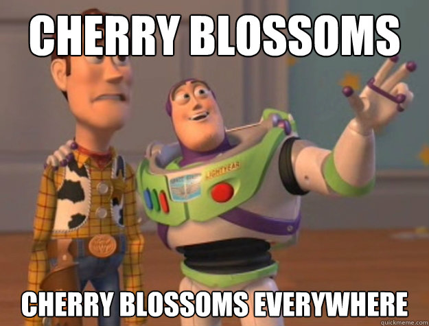 Cherry blossoms Cherry Blossoms everywhere  Buzz Lightyear