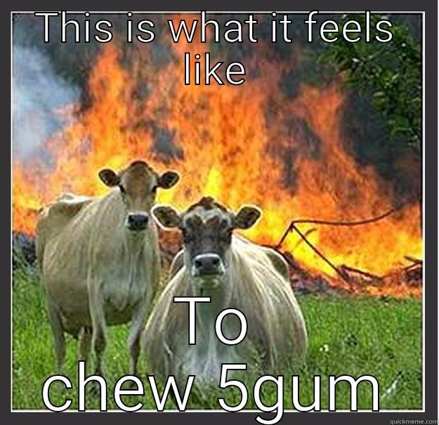 THIS IS WHAT IT FEELS LIKE TO CHEW 5GUM Evil cows