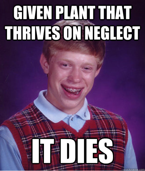 given plant that thrives on neglect it dies - given plant that thrives on neglect it dies  Bad Luck Brian