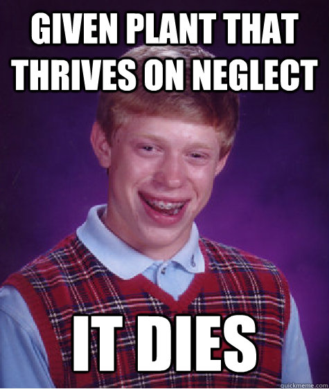 given plant that thrives on neglect it dies  Bad Luck Brian