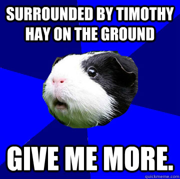 Surrounded by timothy hay on the ground GIVE ME MORE.   Jumpy Guinea Pig