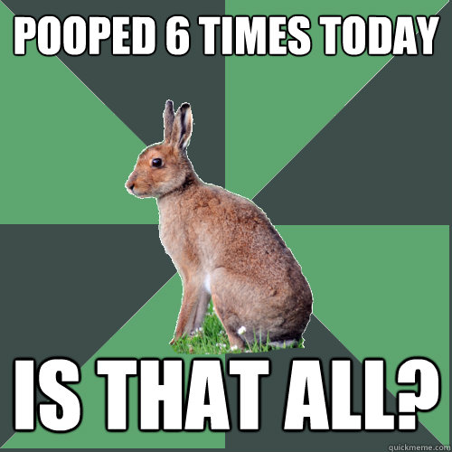 pooped 6 times today is that all?  Harrier Hare