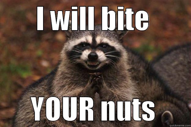 my nuts my nuts - I WILL BITE YOUR NUTS Evil Plotting Raccoon