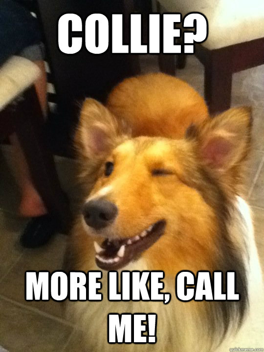 Collie? More like, Call me! - Collie? More like, Call me!  implying dog