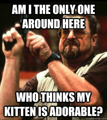 AM I THE ONLY ONE AROUND HERE  who thinks my kitten is adorable? - AM I THE ONLY ONE AROUND HERE  who thinks my kitten is adorable?  Misc