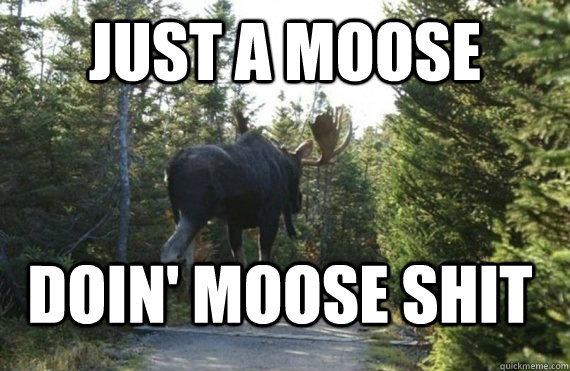 Just a moose doin' moose shit - Just a moose doin' moose shit  Misc