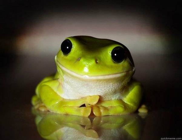    Fascinated Frog