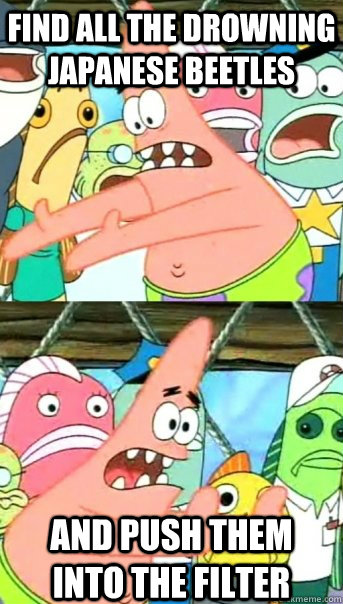 Find all the drowning Japanese beetles  And push them into the filter  Push it somewhere else Patrick