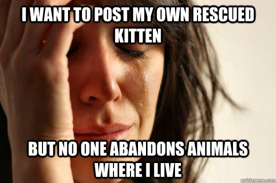 I want to post my own rescued kitten but no one abandons animals where I live  First World Problems
