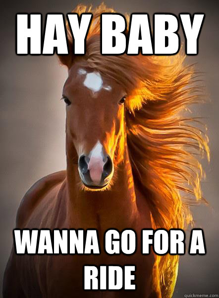 hay baby wanna go for a ride  Ridiculously Photogenic Horse