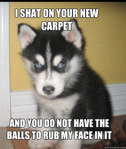 I shat on your new carpet and you do not have the balls to rub my face in it  