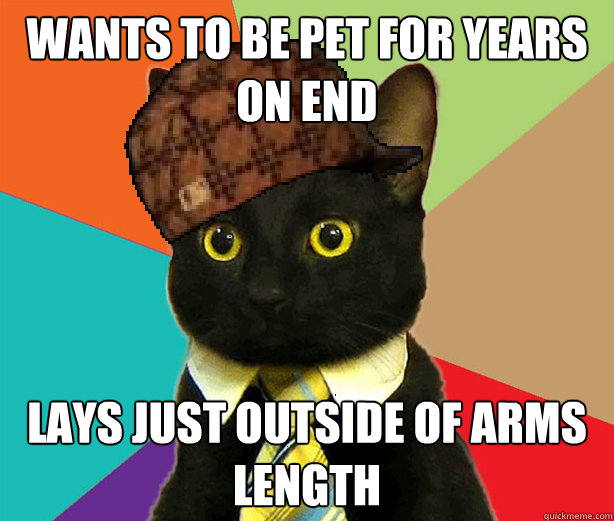 Wants to be pet for years on end lays just outside of arms length  Scumbag Cat