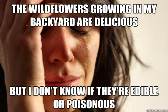 The wildflowers growing in my backyard are delicious But I don't know if they're edible or poisonous  First World Problems