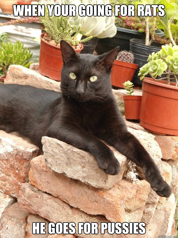 When your going for rats He goes for pussies  Handsome Cat