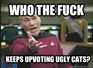 WHO THE FUCK KEEPS UPVOTING UGLY CATS?  Annoyed Picard