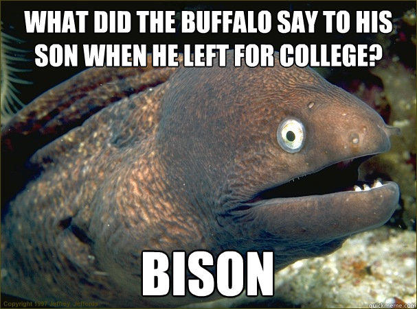 What did the buffalo say to his son when he left for college? bison - What did the buffalo say to his son when he left for college? bison  Bad Joke Eel