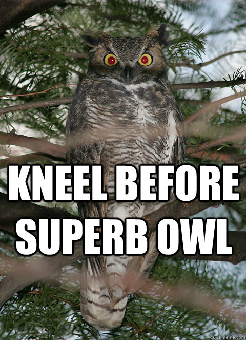  kneel before superb owl -  kneel before superb owl  Superb Owl