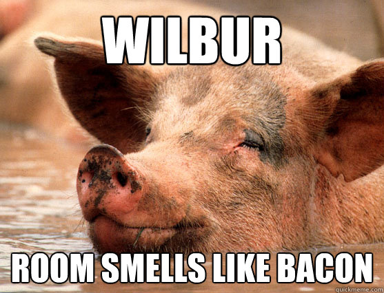 wilbur room smells like bacon  Stoner Pig
