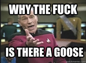 why the fuck is there a goose - why the fuck is there a goose  Annoyed Picard