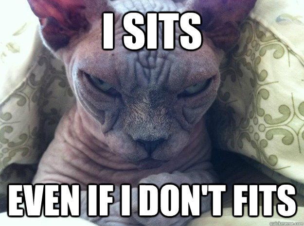 I sits Even if I don't fits - I sits Even if I don't fits  Sinister Cat