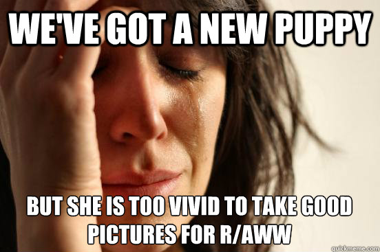 we've got a new puppy but she is too vivid to take good pictures for r/aww  First World Problems