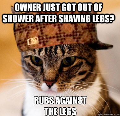 Owner just got out of shower after shaving legs?  Rubs against the legs  Scumbag Cat