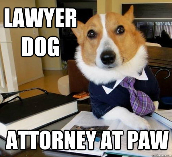 Lawyer Dog Attorney at PAW   Lawyer Dog