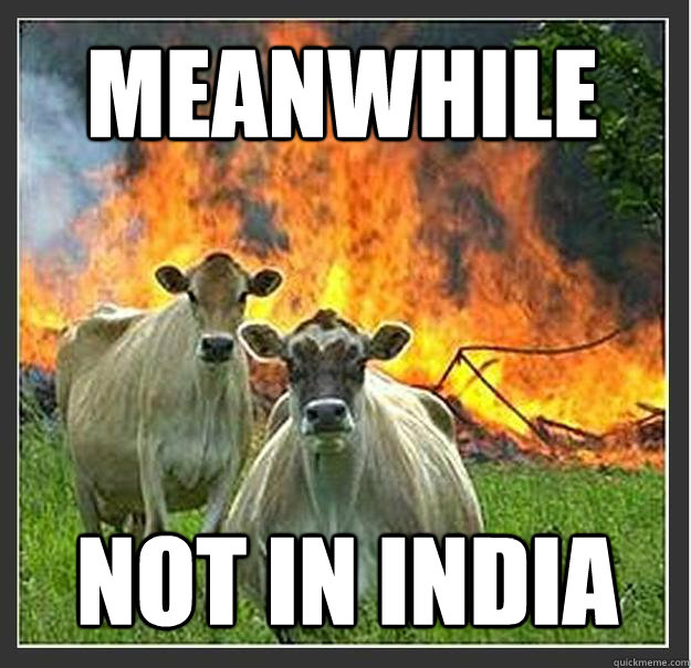 Meanwhile Not in india  Evil cows