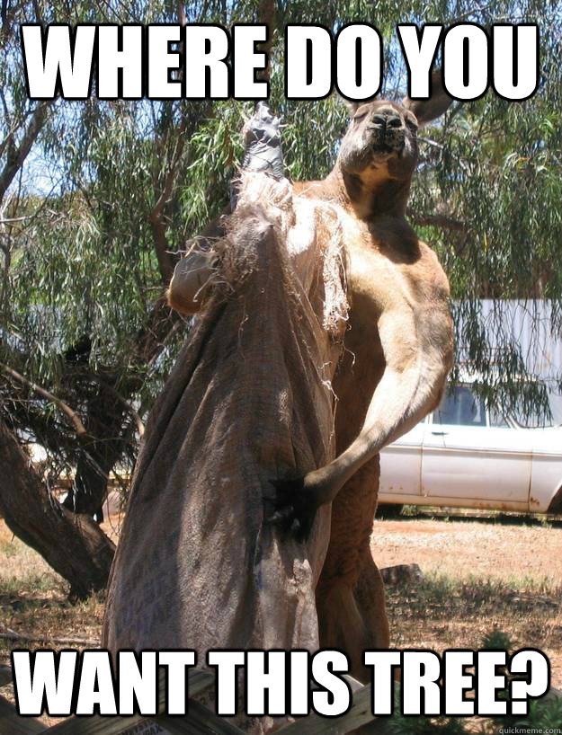 WHERE DO YOU WANT THIS TREE?  Buff Kangaroo