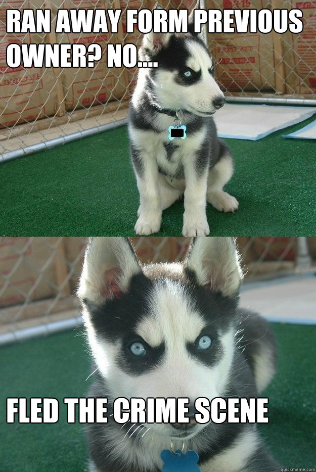 ran away form previous owner? no.... fled the crime scene  Insanity puppy