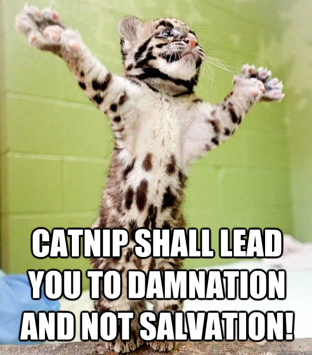 Catnip shall lead you to damnation and not salvation!   PastorCat