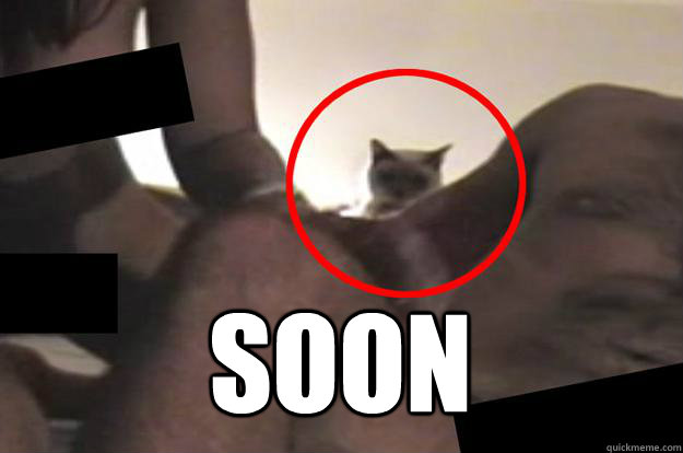  SOON -  SOON  Porn Cat