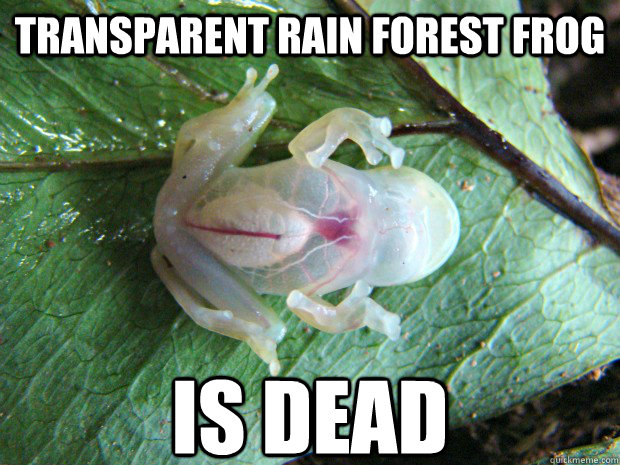 TRANSPARENT rain Forest FROG  IS DEAD - TRANSPARENT rain Forest FROG  IS DEAD  transparent
