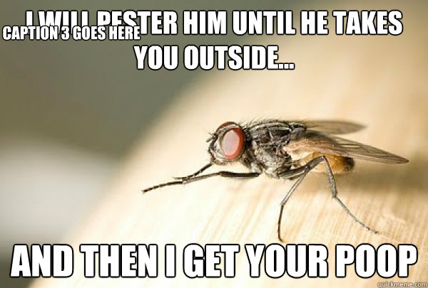 I will pester him until he takes you outside... And then I get your poop Caption 3 goes here - I will pester him until he takes you outside... And then I get your poop Caption 3 goes here  Evil Plotting Fly