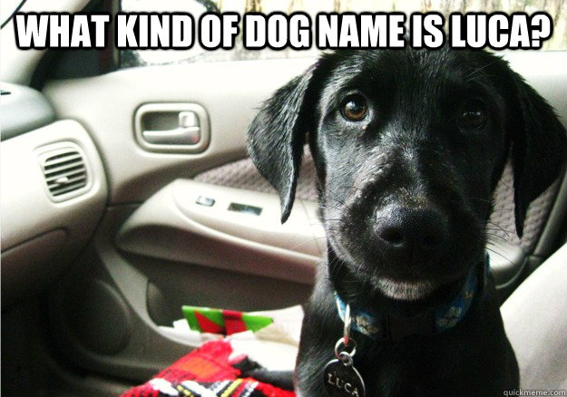 What kind of dog name is luca?  - What kind of dog name is luca?   Back seat dog
